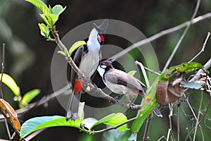 Red Whiskered Bulbuls 1