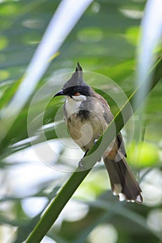 red-whiskered or crested bulbul, Pycnonotus jocosus