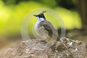 red-whiskered or crested bulbul, Pycnonotus jocosus