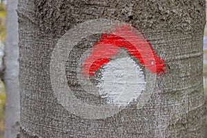 Red and whit hike path symbol painted on tree bark 2