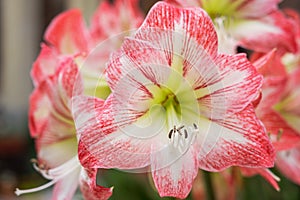 Red White Alstroemeria flower - Lilies of the incas