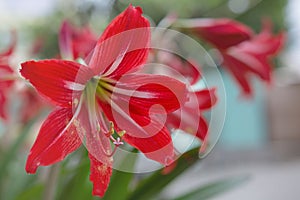Red White Alstroemeria flower - Lilies of the incas