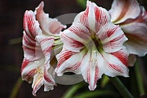 Red and white Amarylis 2