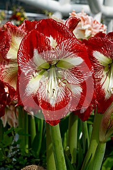 Red-white amaryllis