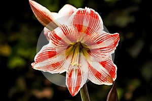 Red and White Amaryllis Flower