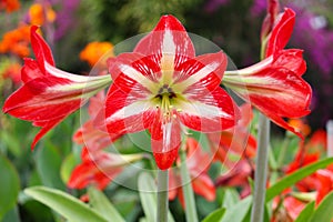 Red and white amaryllis flower