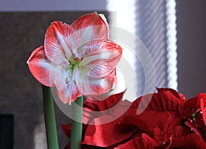 Red and White Amaryllis flower as a Holiday Decoration