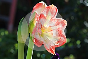 Red and White Amaryllis flower in an outdoor garden