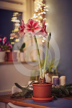 Winter scene with fresh pink amaryllis, branch of cones, cones in ceramic cup, old authentic vintage lantern with candle