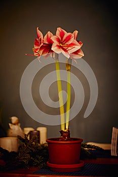 Winter scene with fresh pink amaryllis, branch of cones, cones in ceramic cup, old authentic vintage lantern with candle