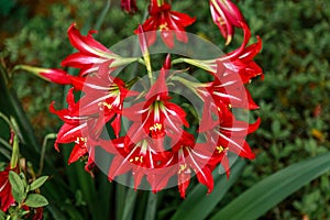 Red and White Amaryllis Flowers