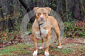 Red and white American Staffordshire Bull Terrier