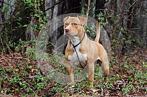 Red and white American Staffordshire Bull Terrier