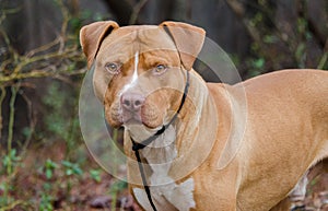 Red and white American Staffordshire Bull Terrier