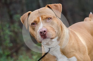 Red and white American Staffordshire Bull Terrier