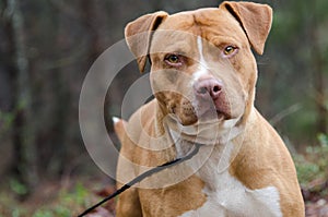 Red and white American Staffordshire Bull Terrier