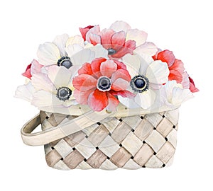 Red and white anemone poppies in wicker basket watercolor illustration for floral Women's Day, Wedding or Valentines