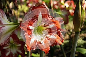 Red and white Barbados Lily flower