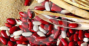 Red and white beans with pods on burlap background. Ecological product.