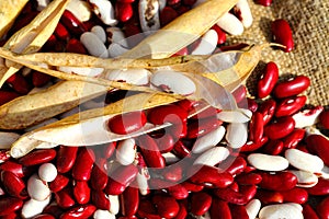 Red and white beans with pods on burlap background. Ecological product.
