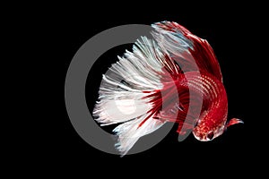 Red and white beautiful Siamese fighting fish long tail and fin swimming on black background