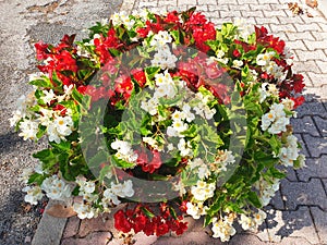 Red and white begonia .