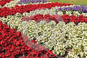 Red and white begonias with blue petunias flowerbed in formal English garden