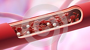 Red and white blood cells in the vein. Leukocyte normal level