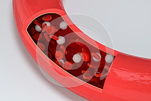 Red and white blood cells in the blood vessel, 3d rendering