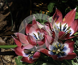 Red, White & Blue Garden Display