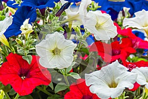 Red, White, and Blue Petunias