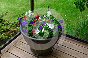 Red, White, and Blue petunias blooming in a planter on a back yard deck, as a cheerful background