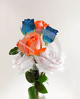 Red , white and blue roses 4th July Independence Day concept