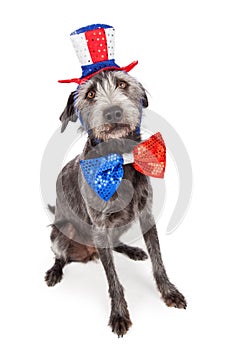 Red White and Blue Terrier Dog