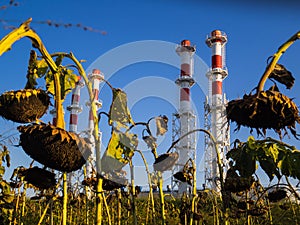 Red-and-white boiler room chimneys against a blue sky. Field of dried sunflowers and boiler station pipes