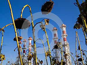 Red-and-white boiler room chimneys against a blue sky. Field of dried sunflowers and boiler station pipes