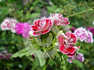 Red with white border clove buds