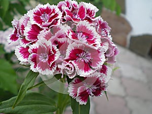 Red with white border clove buds