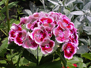 Red with white border clove buds