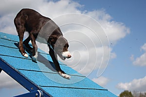 red and white border collie on an agility a frame