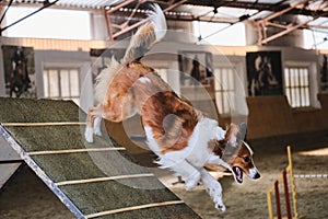 Red and white border collie descends from training slide. Dog runs down and ears fly in different directions. Agility competitions