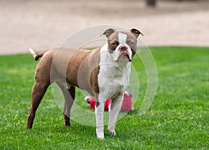 Red and white Boston Terrier with his tongue out