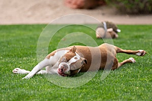 Red and white Boston Terrier rolling in the grass