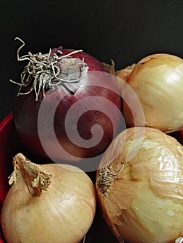 Red and white bow on a black background. Ãllium cÃ©pa.