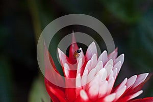 Red and white bromeliad flower with a Convergent lady beetle