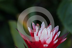 Red and white bromeliad flower with a Convergent lady beetle