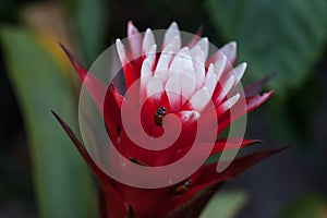 Red and white bromeliad flower with a Convergent lady beetle