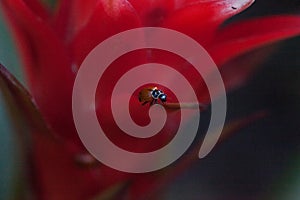 Red and white bromeliad flower with a Convergent lady beetle