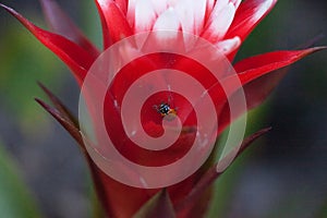 Red and white bromeliad flower with a Convergent lady beetle