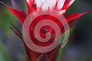 Red and white bromeliad flower with a Convergent lady beetle